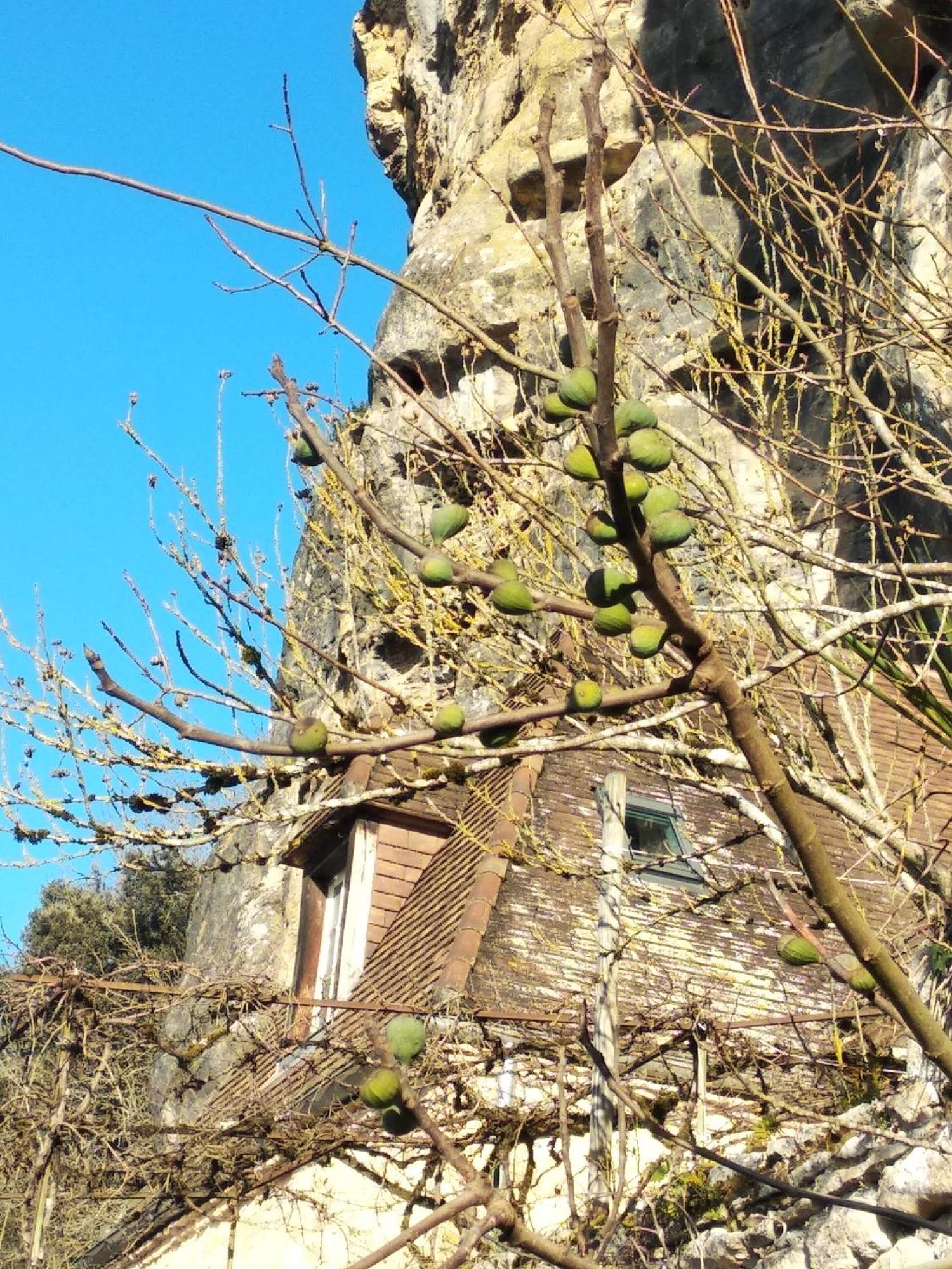 Maison Les Glycines La Roque-Gageac Eksteriør billede